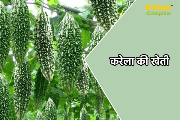 करेला की खेती